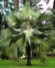 من أسمائها المتداولة: لاتنيا أخضر، النخيل الأحمر في بعض المراجع القديمة، Red Latan Palm، Red Latanier Palm
