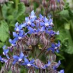 🌿 خبز النحل – Borago officinalis الاسم العلمي: Borago officinalis L. من أسمائها المتداولة: خبز النحل – لسان الثور – البوراج – لسان الحمل الأزرق – Borage – Common Borage – Starflower – Borago officinalis