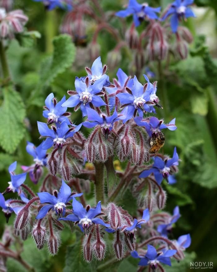 🌿 خبز النحل – Borago officinalis الاسم العلمي: Borago officinalis L. من أسمائها المتداولة: خبز النحل – لسان الثور – البوراج – لسان الحمل الأزرق – Borage – Common Borage – Starflower – Borago officinalis