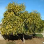 – Golden Wreath Wattle – Blue-leaf Wattle – Western Australian Golden Wattle – Weeping Wattleمن أسمائها المتداولة : أكاسيا سالينا – أكاسيا أزرق – الأكاسيا الصفصافية – الأكاسيا ذات الأوراق الزرقاء