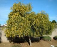 – Golden Wreath Wattle – Blue-leaf Wattle – Western Australian Golden Wattle – Weeping Wattleمن أسمائها المتداولة : أكاسيا سالينا – أكاسيا أزرق – الأكاسيا الصفصافية – الأكاسيا ذات الأوراق الزرقاء