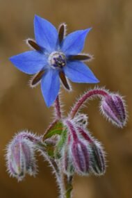 🌿 خبز النحل – Borago officinalis الاسم العلمي: Borago officinalis L. من أسمائها المتداولة: خبز النحل – لسان الثور – البوراج – لسان الحمل الأزرق – Borage – Common Borage – Starflower – Borago officinalis