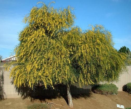 – Golden Wreath Wattle – Blue-leaf Wattle – Western Australian Golden Wattle – Weeping Wattleمن أسمائها المتداولة : أكاسيا سالينا – أكاسيا أزرق – الأكاسيا الصفصافية – الأكاسيا ذات الأوراق الزرقاء