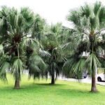 من أسمائها المتداولة: لاتنيا أخضر، النخيل الأحمر في بعض المراجع القديمة، Red Latan Palm، Red Latanier Palm