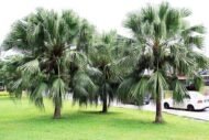 من أسمائها المتداولة: لاتنيا أخضر، النخيل الأحمر في بعض المراجع القديمة، Red Latan Palm، Red Latanier Palm