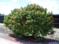 – Jatropha – Physic Nut – Purging Nutمن أسمائها المتداولة: الجاتورفا – شجرة الجاتروفا