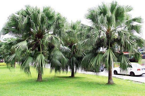 من أسمائها المتداولة: لاتنيا أخضر، النخيل الأحمر في بعض المراجع القديمة، Red Latan Palm، Red Latanier Palm