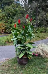 🌿 كنا أحمر هندي – Canna indica الاسم العلمي: Canna indica L. من أسمائها المتداولة: كنا أحمر هندي – الكنا – الكانا – زهرة الكنا – كنا هندية – Indian Shot – Indian Canna – Canna Lily – Indian Arrowroot – Canna indica