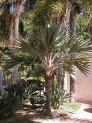 من أسمائها المتداولة: اللاتانيا الأحمر، نخيل اللاتانيا الأحمر، Red Latan Palm، Red Latanier