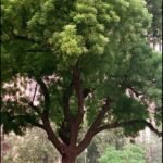 – Neem – Indian Neem – Indian Lilac – Margosa – Azadirachta indicaمن أسمائها المتداولة: النيم – شجرة النيم – النيم الهندي – شجرة القرية