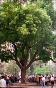 – Neem – Indian Neem – Indian Lilac – Margosa – Azadirachta indicaمن أسمائها المتداولة: النيم – شجرة النيم – النيم الهندي – شجرة القرية