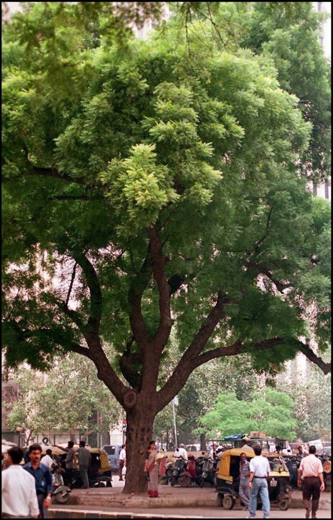 – Neem – Indian Neem – Indian Lilac – Margosa – Azadirachta indicaمن أسمائها المتداولة: النيم – شجرة النيم – النيم الهندي – شجرة القرية