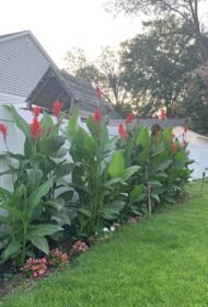 🌿 كنا أحمر هندي – Canna indica الاسم العلمي: Canna indica L. من أسمائها المتداولة: كنا أحمر هندي – الكنا – الكانا – زهرة الكنا – كنا هندية – Indian Shot – Indian Canna – Canna Lily – Indian Arrowroot – Canna indica