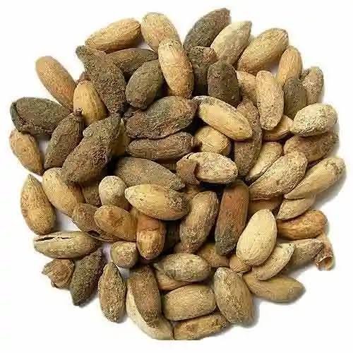 – Neem – Indian Neem – Indian Lilac – Margosa – Azadirachta indicaمن أسمائها المتداولة: النيم – شجرة النيم – النيم الهندي – شجرة القرية
