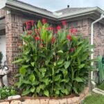🌿 كنا أحمر هندي – Canna indica الاسم العلمي: Canna indica L. من أسمائها المتداولة: كنا أحمر هندي – الكنا – الكانا – زهرة الكنا – كنا هندية – Indian Shot – Indian Canna – Canna Lily – Indian Arrowroot – Canna indica