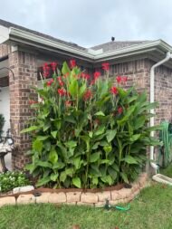🌿 كنا أحمر هندي – Canna indica الاسم العلمي: Canna indica L. من أسمائها المتداولة: كنا أحمر هندي – الكنا – الكانا – زهرة الكنا – كنا هندية – Indian Shot – Indian Canna – Canna Lily – Indian Arrowroot – Canna indica