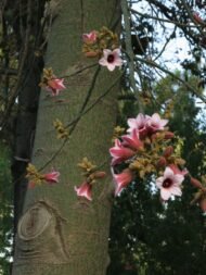 – Pink Lace Kurrajong – Lace Kurrajong – White Lace Kurrajong – Sycamoreمن أسمائها المتداولة: استركوليا مفرد – براكيتشيتون وردي – شجرة الدانتيل الوردي