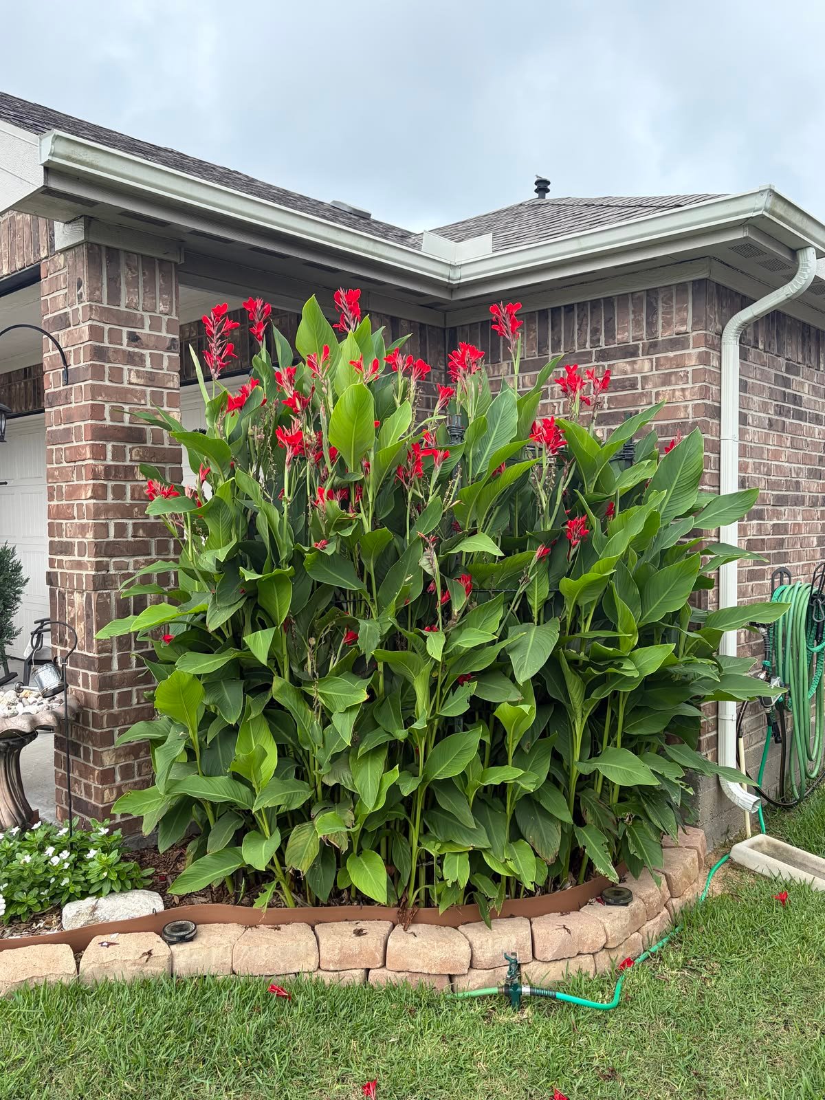 🌿 كنا أحمر هندي – Canna indica الاسم العلمي: Canna indica L. من أسمائها المتداولة: كنا أحمر هندي – الكنا – الكانا – زهرة الكنا – كنا هندية – Indian Shot – Indian Canna – Canna Lily – Indian Arrowroot – Canna indica