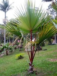 من أسمائها المتداولة: اللاتانيا الأحمر، نخيل اللاتانيا الأحمر، Red Latan Palm، Red Latanier