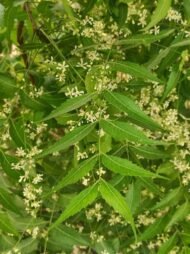 – Neem – Indian Neem – Indian Lilac – Margosa – Azadirachta indicaمن أسمائها المتداولة: النيم – شجرة النيم – النيم الهندي – شجرة القرية