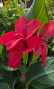 🌿 كنا أحمر هندي – Canna indica الاسم العلمي: Canna indica L. من أسمائها المتداولة: كنا أحمر هندي – الكنا – الكانا – زهرة الكنا – كنا هندية – Indian Shot – Indian Canna – Canna Lily – Indian Arrowroot – Canna indica