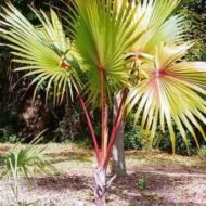 من أسمائها المتداولة: اللاتانيا الأحمر، نخيل اللاتانيا الأحمر، Red Latan Palm، Red Latanier