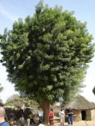 – Neem – Indian Neem – Indian Lilac – Margosa – Azadirachta indicaمن أسمائها المتداولة: النيم – شجرة النيم – النيم الهندي – شجرة القرية