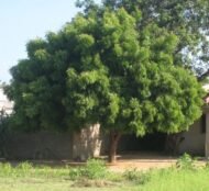 – Neem – Indian Neem – Indian Lilac – Margosa – Azadirachta indicaمن أسمائها المتداولة: النيم – شجرة النيم – النيم الهندي – شجرة القرية