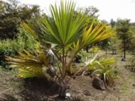 من أسمائها المتداولة: اللاتانيا الأحمر، نخيل اللاتانيا الأحمر، Red Latan Palm، Red Latanier