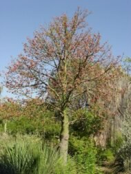 – Pink Lace Kurrajong – Lace Kurrajong – White Lace Kurrajong – Sycamoreمن أسمائها المتداولة: استركوليا مفرد – براكيتشيتون وردي – شجرة الدانتيل الوردي