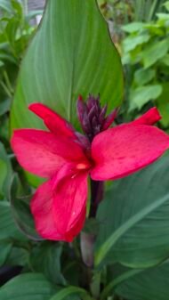 🌿 كنا أحمر هندي – Canna indica الاسم العلمي: Canna indica L. من أسمائها المتداولة: كنا أحمر هندي – الكنا – الكانا – زهرة الكنا – كنا هندية – Indian Shot – Indian Canna – Canna Lily – Indian Arrowroot – Canna indica
