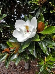 – Southern Magnolia – Bull Bay – Evergreen Magnolia – Magnolia grandifloraمن أسمائها المتداولة: ماغنوليا كبرى – الماغنوليا الجنوبية – ماغنوليا دائمة الخضرة – شجرة الماغنوليا