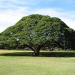 من أسمائها المتداولة: لبخ السامان – السامان – شجرة المطر – شجرة الظل – Rain Tree – Saman Tree – Monkeypod – Saman – Cow Tamarindالاسم المتداول سابقًا: Albizia saman (Jacq.) F.Muell.