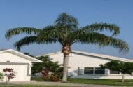 من أسمائها المتداولة: نخيل الكوكس، نخيل الملكة، نخيل الكوين، Queen Palm، Coconut Palm of the Andes، Queen Palm