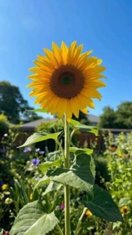 من أسمائها المتداولة: دوار الشمس – عباد الشمس – زهرة الشمس – الشمسية – Sunflower – Common Sunflower – Annual Sunflower