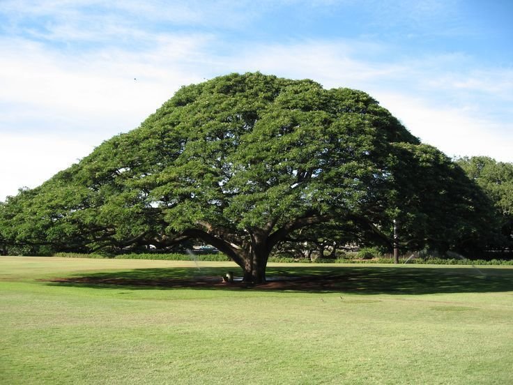 من أسمائها المتداولة: لبخ السامان – السامان – شجرة المطر – شجرة الظل – Rain Tree – Saman Tree – Monkeypod – Saman – Cow Tamarindالاسم المتداول سابقًا: Albizia saman (Jacq.) F.Muell.