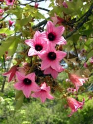 – Pink Lace Kurrajong – Lace Kurrajong – White Lace Kurrajong – Sycamoreمن أسمائها المتداولة: استركوليا مفرد – براكيتشيتون وردي – شجرة الدانتيل الوردي