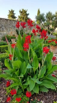 🌿 كنا أحمر هندي – Canna indica الاسم العلمي: Canna indica L. من أسمائها المتداولة: كنا أحمر هندي – الكنا – الكانا – زهرة الكنا – كنا هندية – Indian Shot – Indian Canna – Canna Lily – Indian Arrowroot – Canna indica