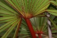 من أسمائها المتداولة: اللاتانيا الأحمر، نخيل اللاتانيا الأحمر، Red Latan Palm، Red Latanier