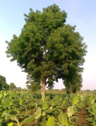 – Neem – Indian Neem – Indian Lilac – Margosa – Azadirachta indicaمن أسمائها المتداولة: النيم – شجرة النيم – النيم الهندي – شجرة القرية