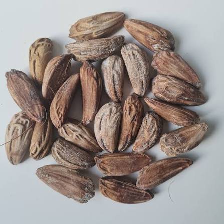 من أسمائها المتداولة: اللاتانيا الأحمر، نخيل اللاتانيا الأحمر، Red Latan Palm، Red Latanier