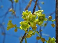 – Desert Kurrajong – Gregory's Kurrajongمن أسمائها المتداولة: استركوليا رجل البطة – براكيتشيتون جريجوري – شجرة رجل البطة