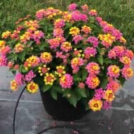 🌿 لانتانا كمارا مكس ألوان – Lantana camara الاسم العلمي: Lantana camara L. من أسمائها المتداولة: لانتانا كمارا – لانتانا مكس ألوان – لانتانا ملونة – لانتانا زاحفة – لانتانا كامارا – Lantana – Common Lantana – West Indian Lantana – Spanish Flag 🌡️ تحمل الحرارة: ☀️ عالٍ جدًا – من النباتات القوية والمناسبة للأجواء الحارة والمشمسة 🧂 تحمل الملوحة: 🧂 متوسط – تتحمل بعض الملوحة ورذاذ الأملاح، لكنها لا تناسب الأراضي شديدة الملوحة ☀️ احتياج الشمس: شمس كاملة 💧 الري: منخفض إلى متوسط – منتظم في مرحلة التأسيس وتتحمل الجفاف نسبيًا بعد استقرارها 📏 الارتفاع المتوقع: 0.5 – 2 م تقريبًا حسب الصنف وطريقة التربية 📐 انتشار النبات: 1 – 2.5 م تقريبًا، وقد يزيد في الأصناف الزاحفة ⚡ سرعة النمو: سريعة 🌱 صعوبة الإنبات: متوسطة 🌿 شجيرة معمرة كثيفة التفرع وغزيرة الإزهار تُعد Lantana camara – لانتانا كمارا مكس ألوان من أشهر شجيرات الزينة التي تتحمل الحرارة والشمس، وتتميز بنوراتها الكروية التي تجمع أكثر من لون في النورة الواحدة أو تتغير ألوان أزهارها تدريجيًا مع تقدم عمرها. وتعتبر زراعة اللانتانا في مصر مناسبة جدًا للحدائق والمداخل والأحواض والحواف، خاصة في المواقع المشمسة والحارة. 🌿 الشكل العام شجيرة معمرة كثيفة التفرع، وقد تنمو بصورة قائمة أو منتشرة حسب الصنف والتقليم. السيقان متفرعة وتحمل أوراقًا خضراء خشنة نسبيًا. الأوراق بسيطة بيضاوية إلى مستطيلة، ذات حواف مسننة قليلًا، وتتميز برائحة واضحة عند فركها. يمكن تقليم النبات بسهولة نسبيًا للحفاظ على حجمه وشكله. تتميز بسرعة تكوين مجموع خضري كثيف، ولذلك تستخدم كثيرًا في الأحواض والحواف النباتية. 🌸 الأزهار تتميز Lantana camara بنورات كروية كثيفة تتكون من عدد كبير من الأزهار الصغيرة. توجد ألوان متعددة مثل الأصفر والبرتقالي والأحمر والوردي والأبيض والبنفسجي. في بعض الأصناف تظهر عدة ألوان في النورة الواحدة، وهو ما يجعل لانتانا كمارا مكس ألوان شديدة الجاذبية. ومن الصفات المميزة للانتانا أن لون بعض الأزهار قد يتغير مع تقدم عمر الزهرة، فتظهر النورة بدرجات لونية متعددة في الوقت نفسه. الإزهار غزير ويستمر لفترات طويلة في الأجواء الدافئة عند توفر الشمس المناسبة. تجذب الأزهار الفراشات والنحل والعديد من الحشرات الملقحة.