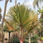 من أسمائها المتداولة: اللاتانيا الأحمر، نخيل اللاتانيا الأحمر، Red Latan Palm، Red Latanier