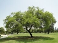 – Christ's Thorn Jujube – Sidr – Christ's Thorn – Ziziphus spina-christiمن أسمائها المتداولة: السدر البلدي – السدر – النبق – شجرة النبق