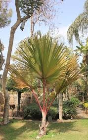 من أسمائها المتداولة: اللاتانيا الأحمر، نخيل اللاتانيا الأحمر، Red Latan Palm، Red Latanier