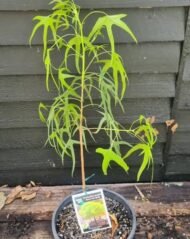 – Desert Kurrajong – Gregory's Kurrajongمن أسمائها المتداولة: استركوليا رجل البطة – براكيتشيتون جريجوري – شجرة رجل البطة
