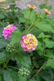 🌿 لانتانا كمارا مكس ألوان – Lantana camara الاسم العلمي: Lantana camara L. من أسمائها المتداولة: لانتانا كمارا – لانتانا مكس ألوان – لانتانا ملونة – لانتانا زاحفة – لانتانا كامارا – Lantana – Common Lantana – West Indian Lantana – Spanish Flag 🌡️ تحمل الحرارة: ☀️ عالٍ جدًا – من النباتات القوية والمناسبة للأجواء الحارة والمشمسة 🧂 تحمل الملوحة: 🧂 متوسط – تتحمل بعض الملوحة ورذاذ الأملاح، لكنها لا تناسب الأراضي شديدة الملوحة ☀️ احتياج الشمس: شمس كاملة 💧 الري: منخفض إلى متوسط – منتظم في مرحلة التأسيس وتتحمل الجفاف نسبيًا بعد استقرارها 📏 الارتفاع المتوقع: 0.5 – 2 م تقريبًا حسب الصنف وطريقة التربية 📐 انتشار النبات: 1 – 2.5 م تقريبًا، وقد يزيد في الأصناف الزاحفة ⚡ سرعة النمو: سريعة 🌱 صعوبة الإنبات: متوسطة 🌿 شجيرة معمرة كثيفة التفرع وغزيرة الإزهار تُعد Lantana camara – لانتانا كمارا مكس ألوان من أشهر شجيرات الزينة التي تتحمل الحرارة والشمس، وتتميز بنوراتها الكروية التي تجمع أكثر من لون في النورة الواحدة أو تتغير ألوان أزهارها تدريجيًا مع تقدم عمرها. وتعتبر زراعة اللانتانا في مصر مناسبة جدًا للحدائق والمداخل والأحواض والحواف، خاصة في المواقع المشمسة والحارة. 🌿 الشكل العام شجيرة معمرة كثيفة التفرع، وقد تنمو بصورة قائمة أو منتشرة حسب الصنف والتقليم. السيقان متفرعة وتحمل أوراقًا خضراء خشنة نسبيًا. الأوراق بسيطة بيضاوية إلى مستطيلة، ذات حواف مسننة قليلًا، وتتميز برائحة واضحة عند فركها. يمكن تقليم النبات بسهولة نسبيًا للحفاظ على حجمه وشكله. تتميز بسرعة تكوين مجموع خضري كثيف، ولذلك تستخدم كثيرًا في الأحواض والحواف النباتية. 🌸 الأزهار تتميز Lantana camara بنورات كروية كثيفة تتكون من عدد كبير من الأزهار الصغيرة. توجد ألوان متعددة مثل الأصفر والبرتقالي والأحمر والوردي والأبيض والبنفسجي. في بعض الأصناف تظهر عدة ألوان في النورة الواحدة، وهو ما يجعل لانتانا كمارا مكس ألوان شديدة الجاذبية. ومن الصفات المميزة للانتانا أن لون بعض الأزهار قد يتغير مع تقدم عمر الزهرة، فتظهر النورة بدرجات لونية متعددة في الوقت نفسه. الإزهار غزير ويستمر لفترات طويلة في الأجواء الدافئة عند توفر الشمس المناسبة. تجذب الأزهار الفراشات والنحل والعديد من الحشرات الملقحة.