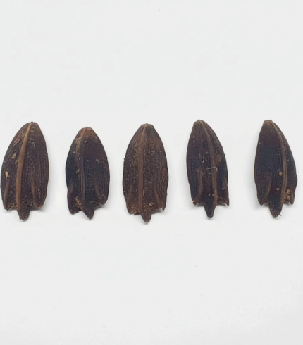 من أسمائها المتداولة: اللاتانيا الأصفر، نخيل اللاتانيا الأصفر، Yellow Latan Palm، Yellow Latanier