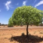 – Desert Kurrajong – Gregory's Kurrajongمن أسمائها المتداولة: استركوليا رجل البطة – براكيتشيتون جريجوري – شجرة رجل البطة